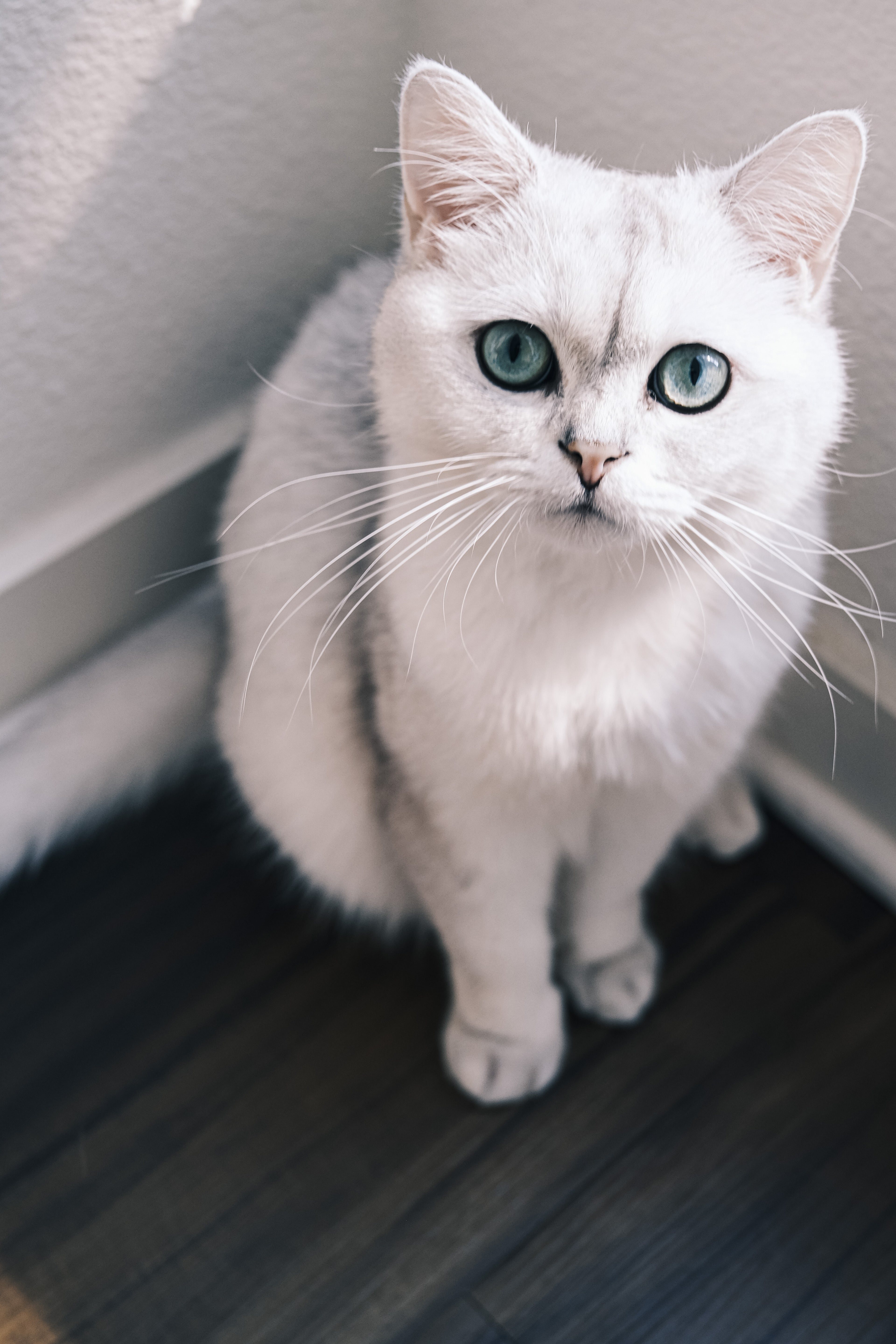 Pinot the white cat with blue eyes — the inspiration behind Pawsy Pals custom pet portraits