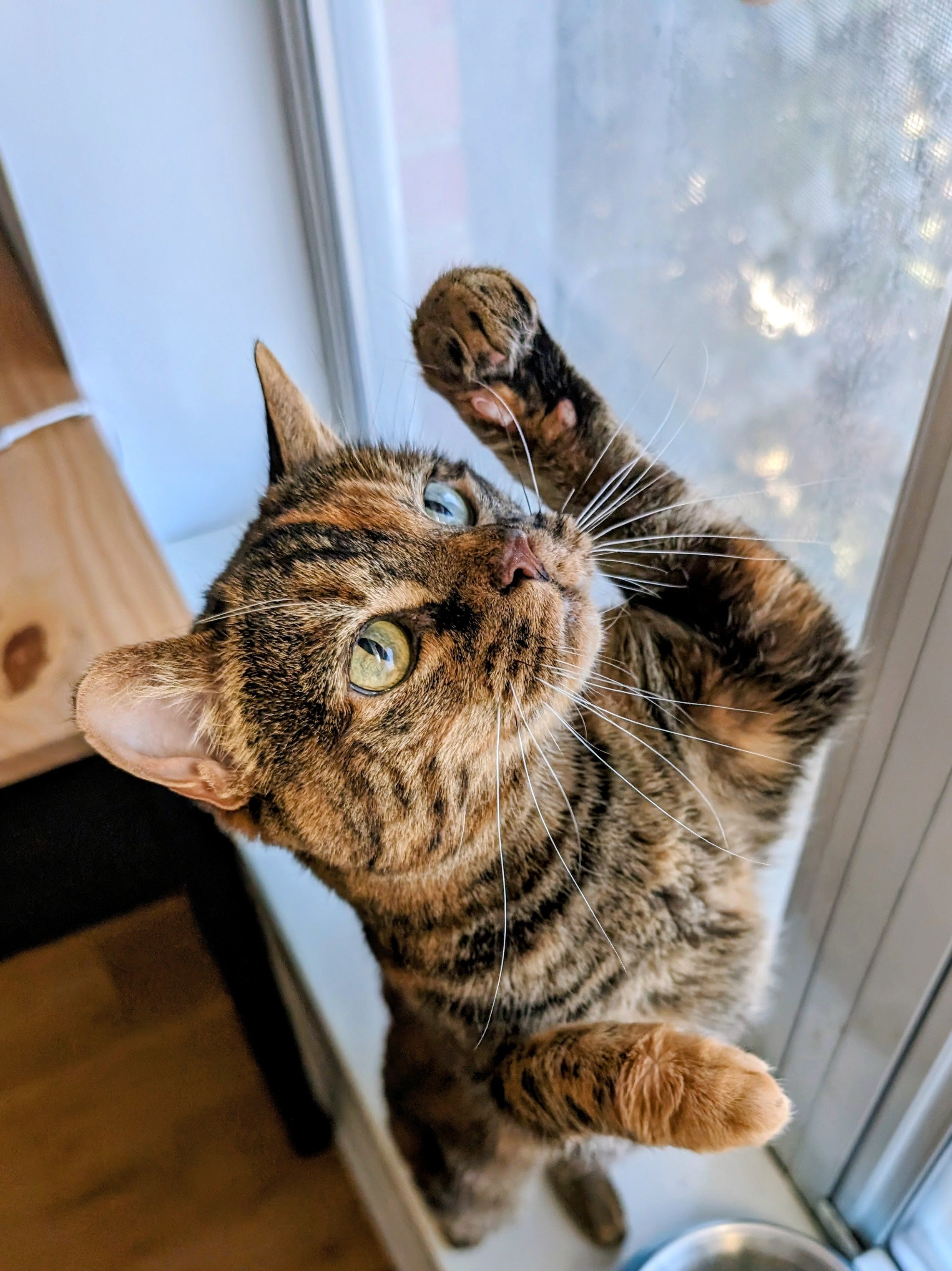 Sanner the tabby cat raising a paw by the window — pet photo for Pawsy Pals custom portrait